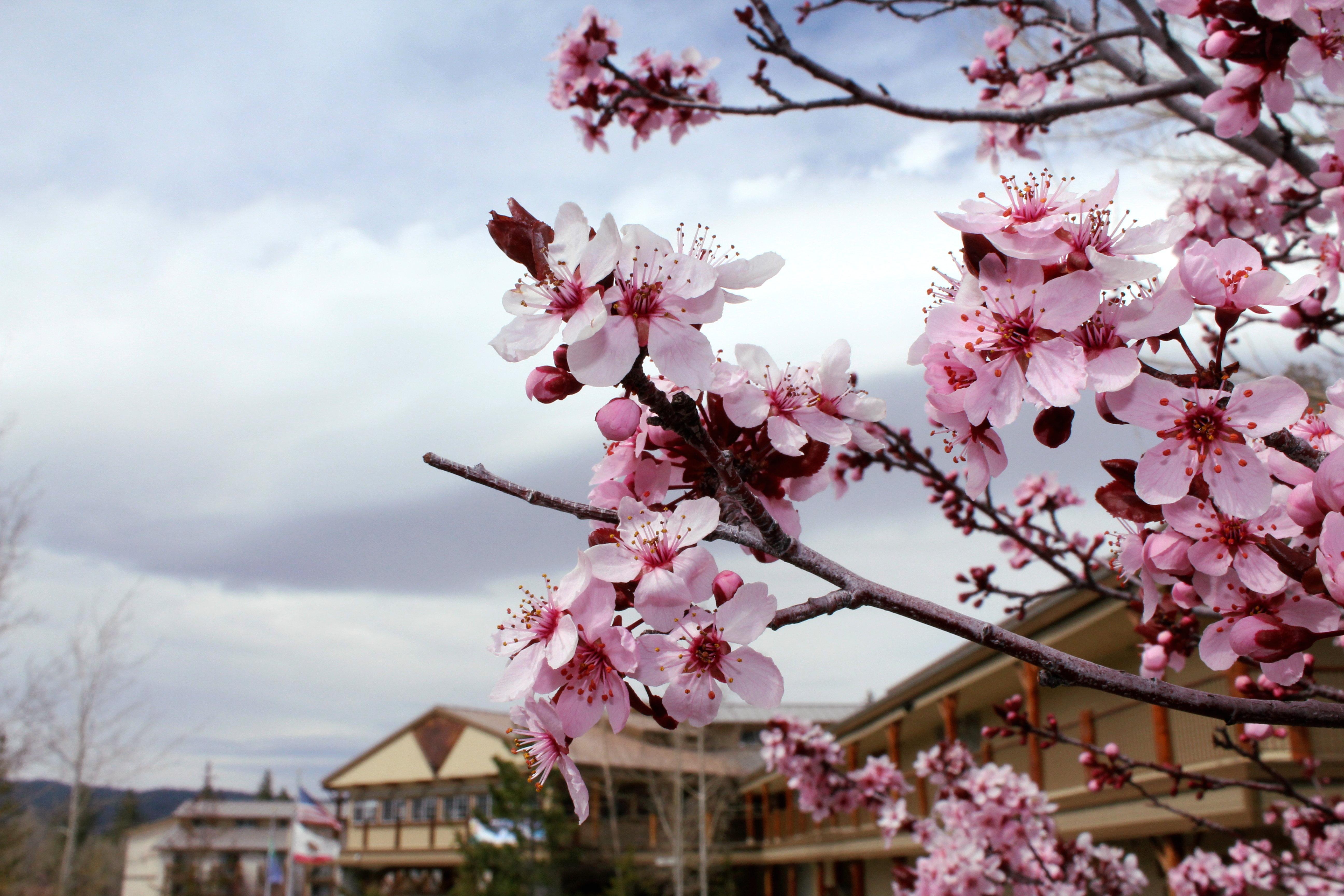 Holiday Inn Resort The Lodge At Big Bear Lake By Ihg מראה חיצוני תמונה